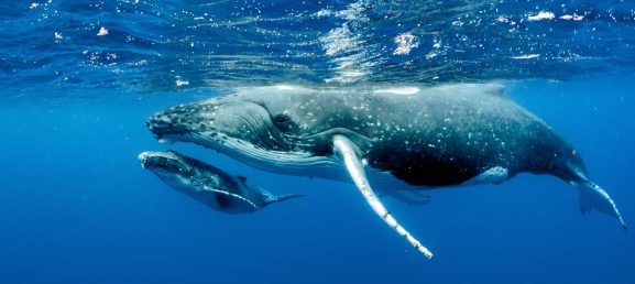 Humpback Whale